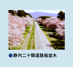 静内二十間道路桜並木