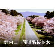 静内二十間道路桜並木